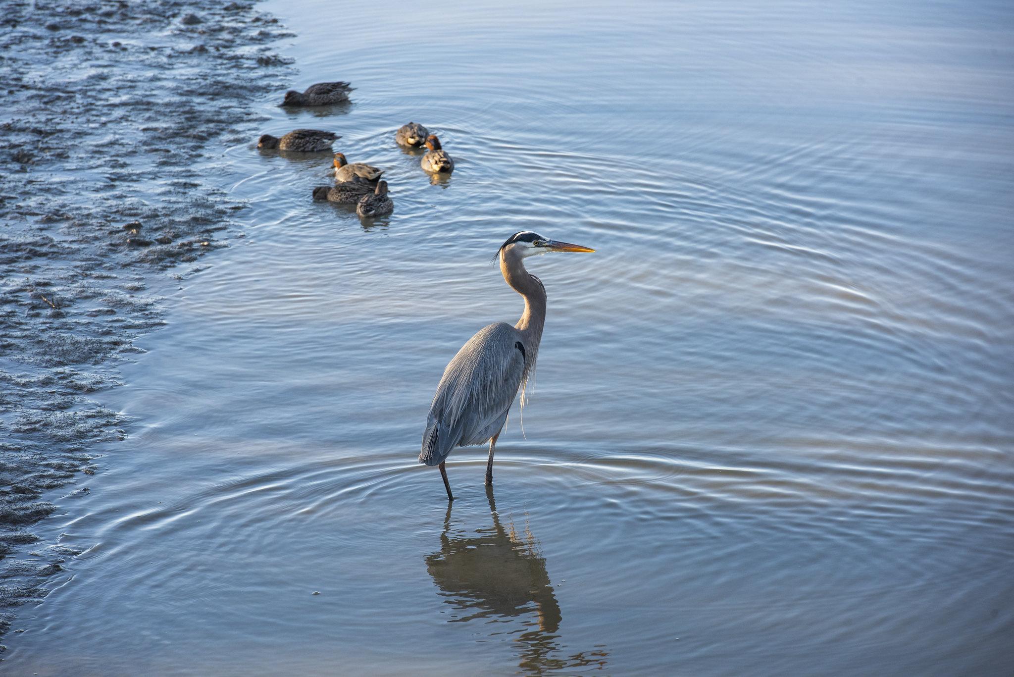 Photo shows an egret standing in waters of the Humboldt Bay, with 3-4 babies in the left background. 